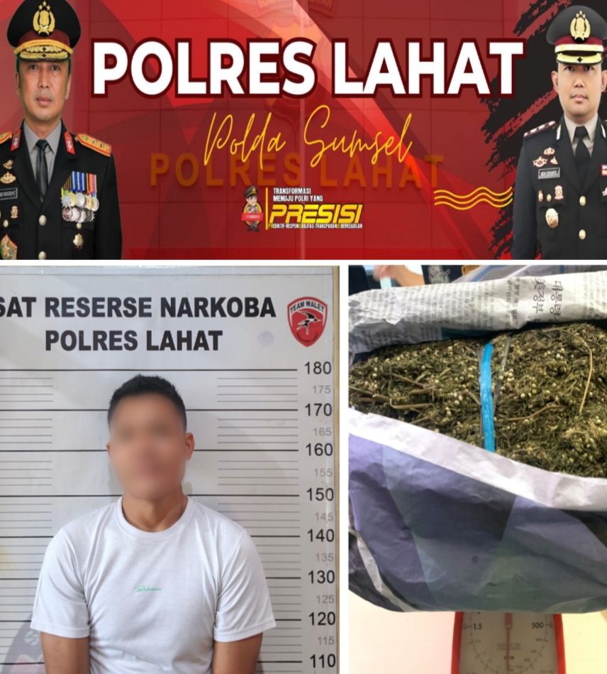*Satnarkoba Polres Lahat Amankan Tersangka Pengedar Daun Ganja,BB 1.020(seribu dua puluh)Gram*